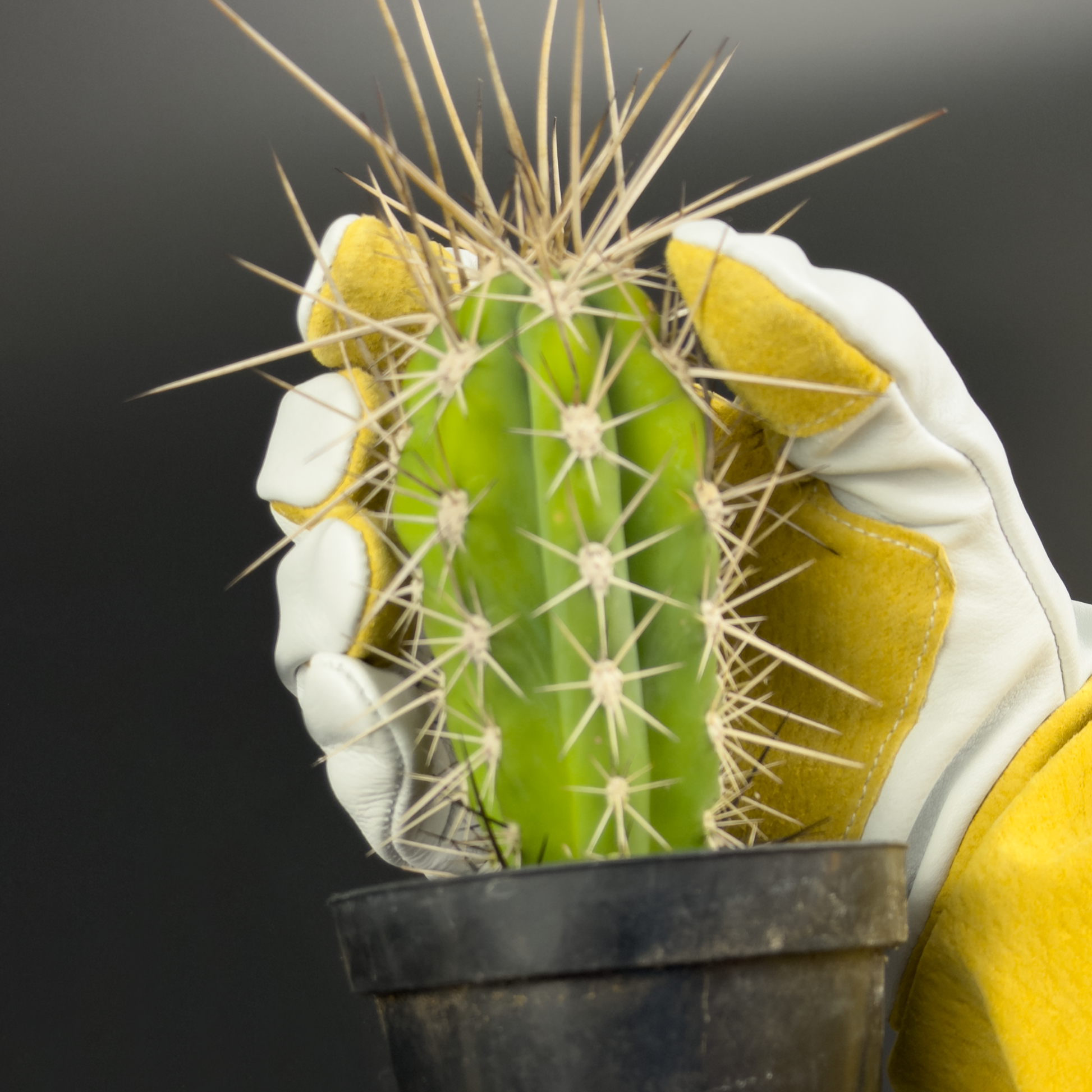 ALL | Reinforced palm